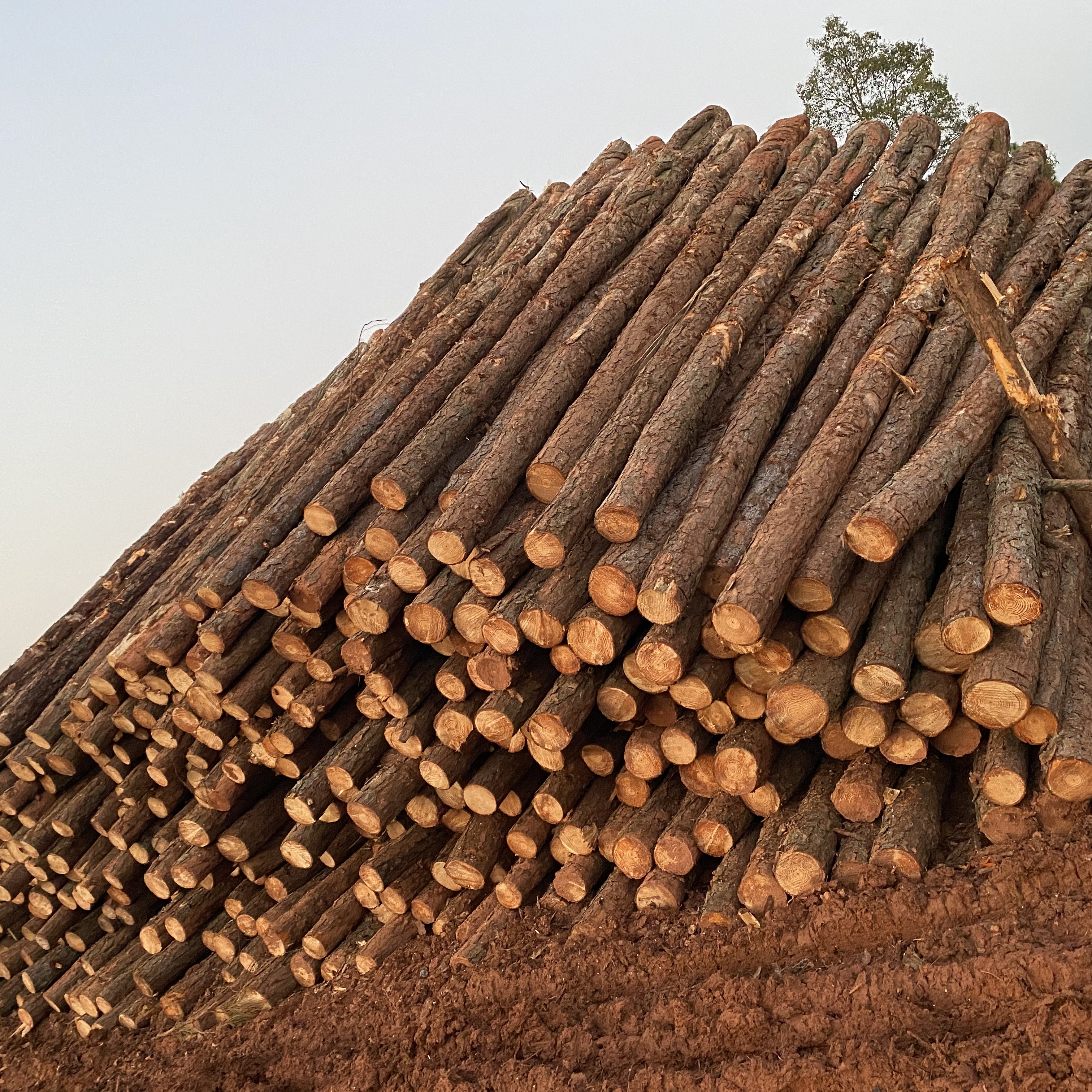 松木樁廠家泓樺錦嘉-松木樁施工后出現(xiàn)松動(dòng)怎么加固?