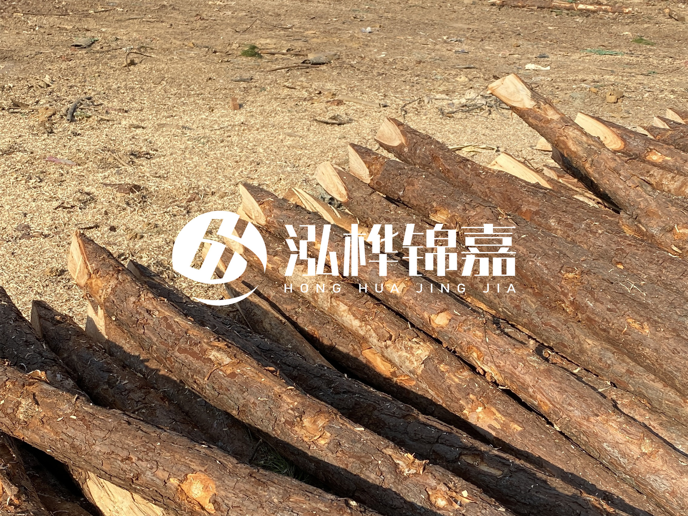 松木樁施工隊泓樺錦嘉 - 落葉松的直徑能達到20cm嗎？